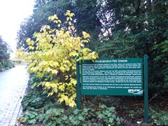 1-Rhododendronpark Gristede nu jaarrond mooi
