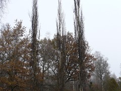 125-Rottneros Park  Arboretum   Populus tremula  - Erecta - Zuilvorm Ratelpopulier