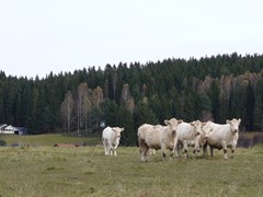 158-Buurmans koeien