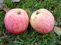 163-Appelras Melon  Citroenappel oud ras van ongeveer 1700 Houdbaar tot april
