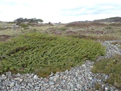 184-Grimsholmens Naturreservat Platte Jeneverbes Juniperus communis