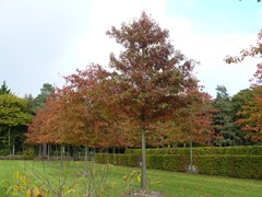 2-Rhododendronpark Gristede Moeraseik Quercus palustris