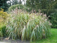 4-Rhododendronpark Gristede Chinees Riet Miscanthus