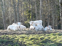 69-Varmlandsnas koeien bij Jarnaldusgravfalt