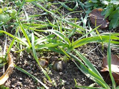 93-Allium scorodoprasum Slangelook Skogslok  boslook voorouder van prei